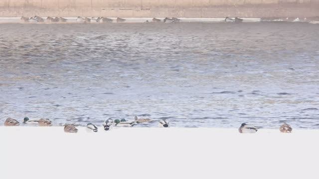 Водоплавающие птицы на зимовке в Великом Новгороде, 17 января 2026,  учёт птиц Серая Шейка 2026 смотреть онлайн