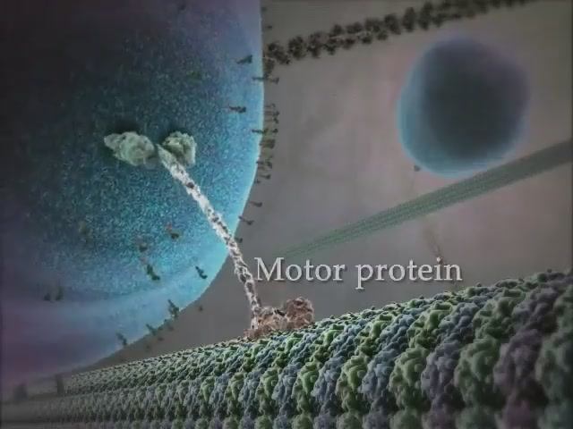 Документальный фильм | Внутренняя жизнь клетки смотреть онлайн