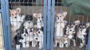 Вельш корги пемброк  Как мы выбирали щенка 🐶