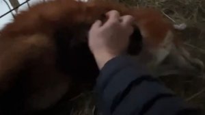 Лиса-Алиса. Утреннее чесание лиса Игниса