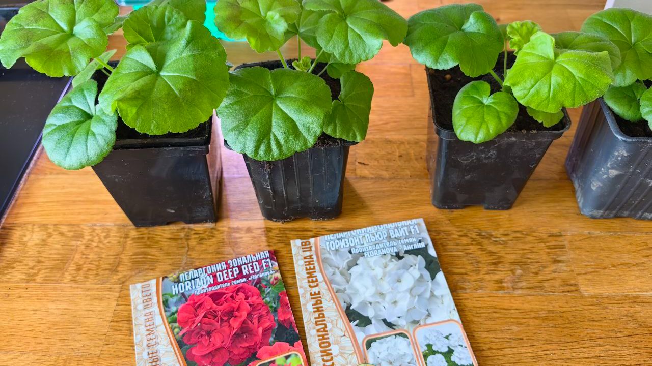 Пеларгония из Семян Два Месяца от Замачивания Семян смотреть онлайн