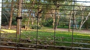 Савитри- дух. труд Шри Ауробиндо. Ауровиле, Индия. Мир Универсологии