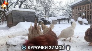 Куры зимой очень счастливы 🤗❄️⛄ (16)