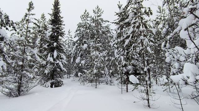 Заснеженный лес. ч.18. Январь 2026