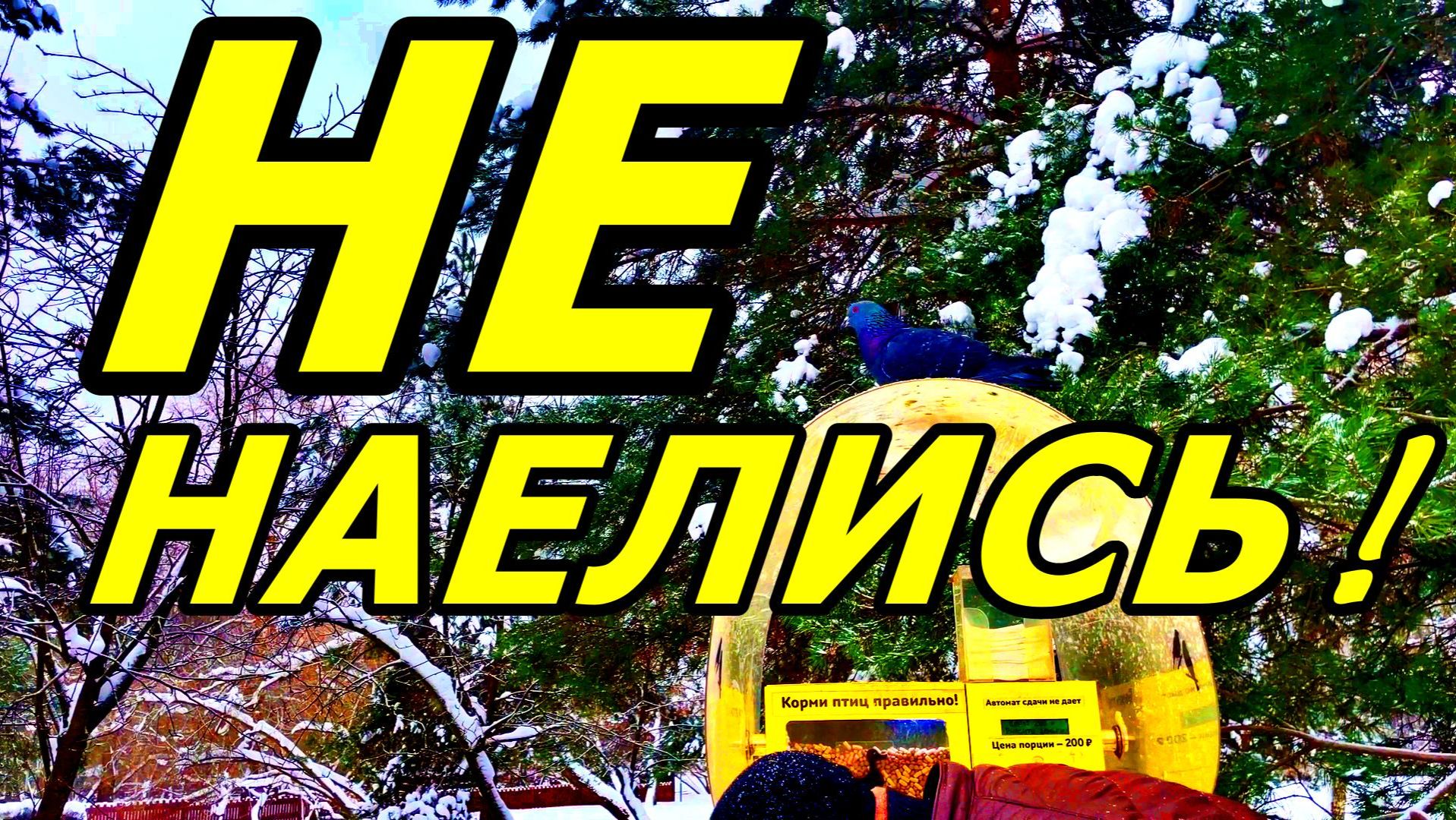 ЦЕНА ЩЕДРОСТИ в 2026-м! ВОРОНЦОВО ГОЛУБИ. смотреть онлайн