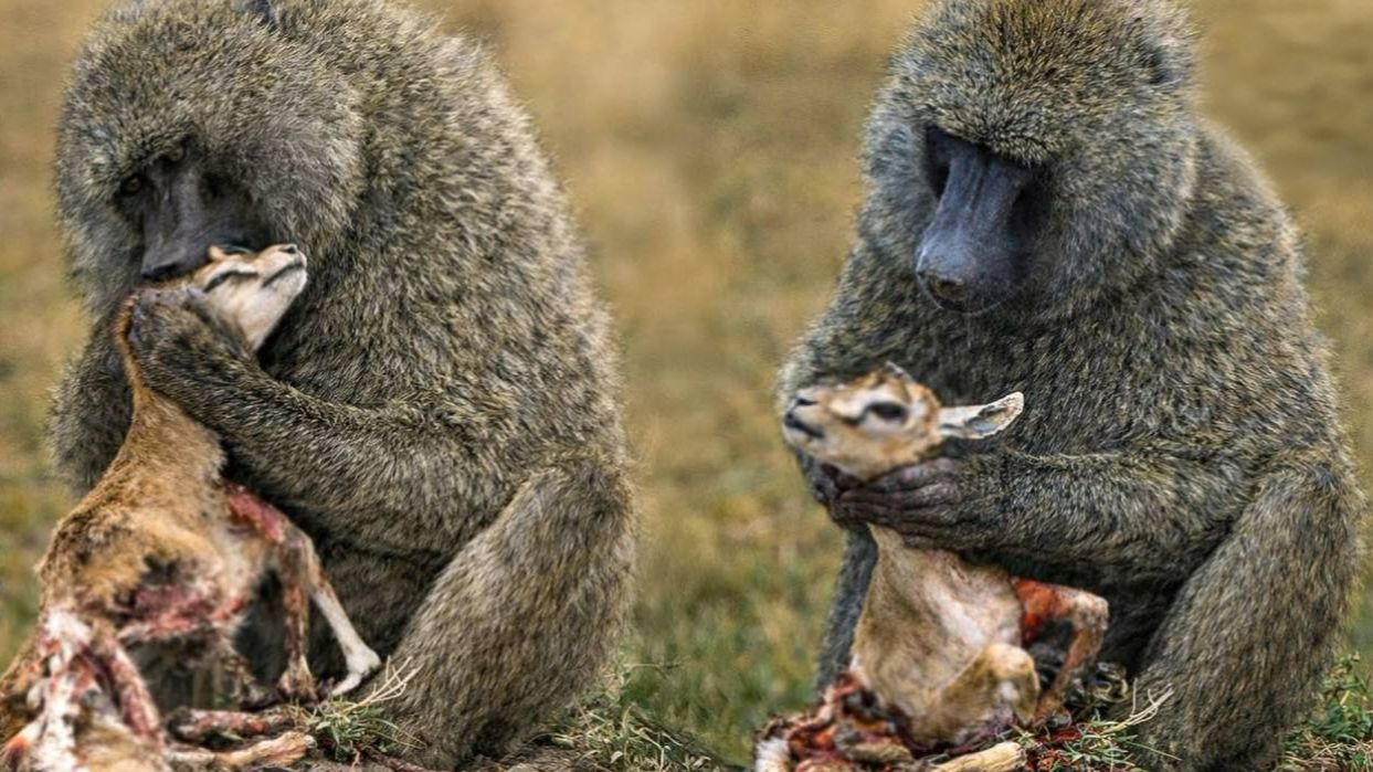 Почему все ненавидят Бабуинов смотреть онлайн