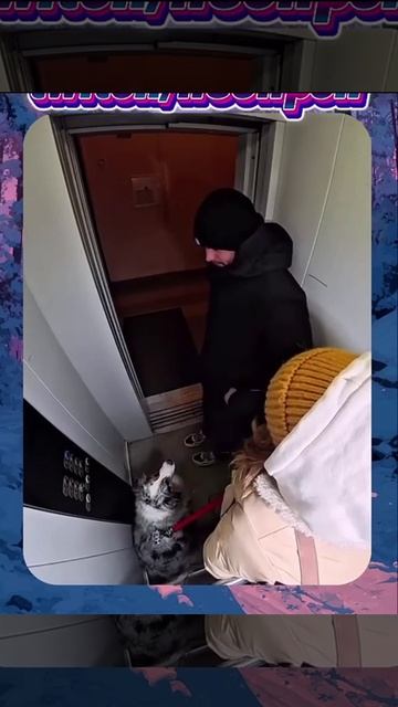 Дрессированный , знает команды. смотреть онлайн