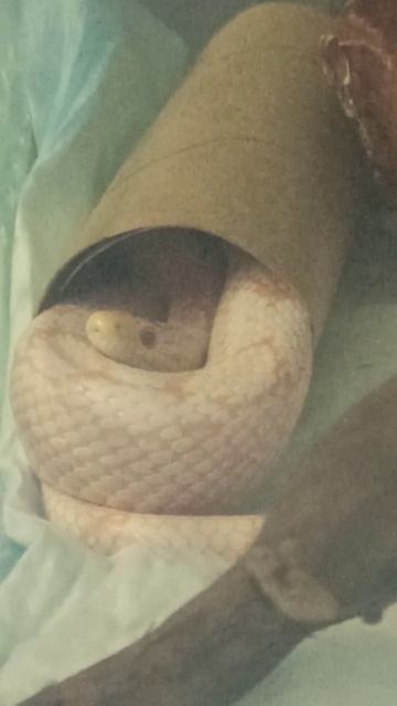 Карамелька зарулонилась. 16 января 2026 г. смотреть онлайн