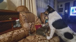 Кот и собака. Funny cat and dog games