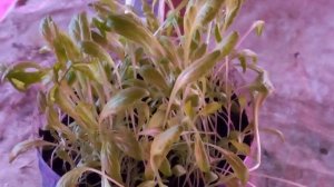 РОСТ САЛАТА ИДЁТ ХОРОШО.