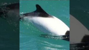 Пёстрый дельфин