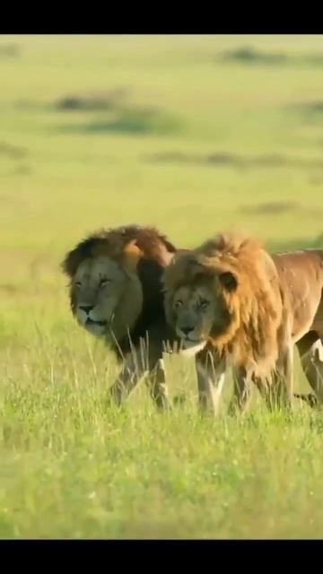 Взросление самца льва происходит лишь к двум годам