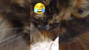 Красный цвет бесит не только Быка