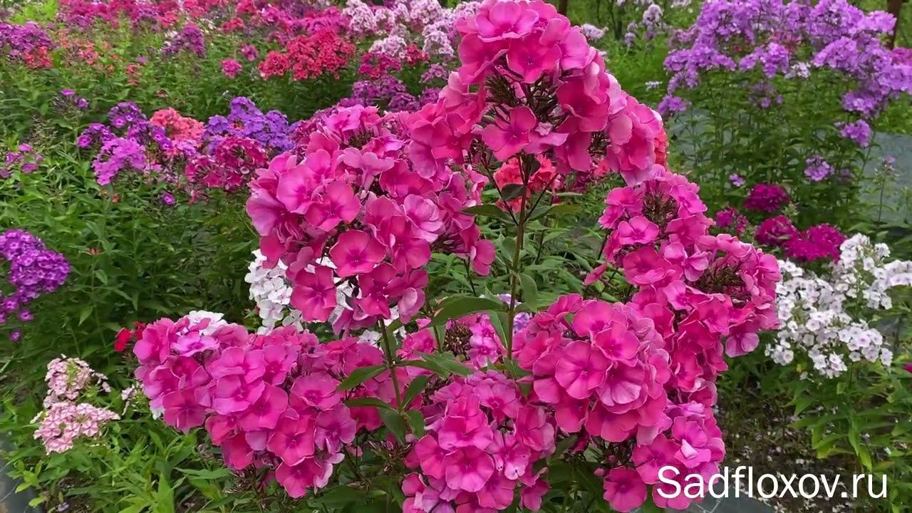 Флокс Татьянин День, селекции Т.П. Шаповал смотреть онлайн