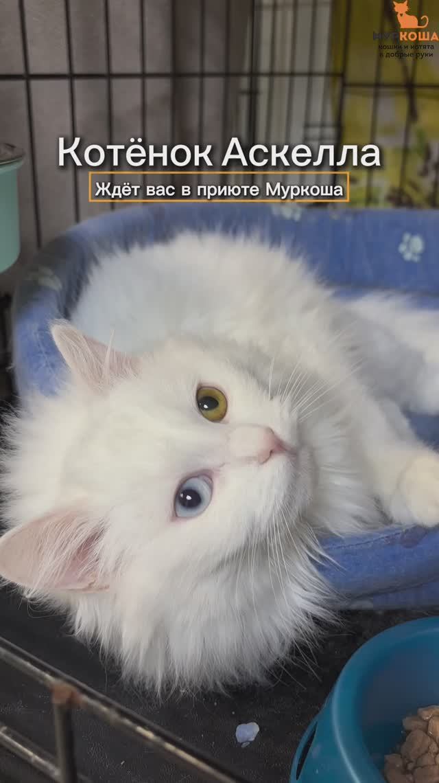 Аскелла ждёт вас в приюте #Муркоша
