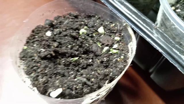 ЭУСТОМА 1 МЕСЯЦ ОТ ВСХОДОВ. смотреть онлайн