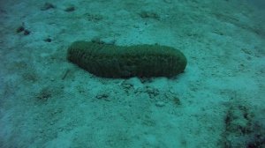 Класс Голотурии 1,82Гб