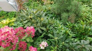 67-ДАЧА..в гости к Свете за гортензией😁3 часть(18.09.-19.09.21)