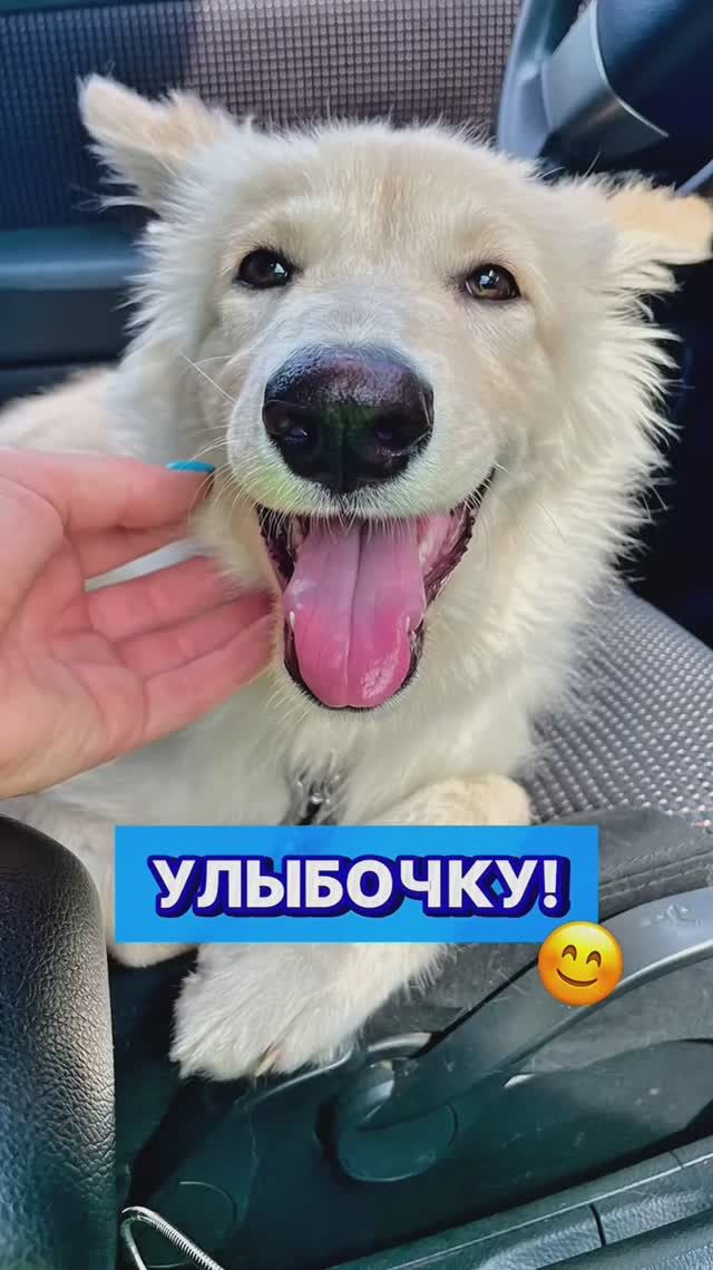 С детства собака-улыбака