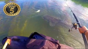 Топ 5 атак крупных сомов.Рыбалка.