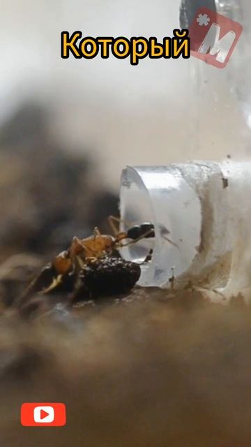 Муравей который видит людей смотреть онлайн