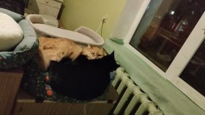 кисюны 2026.mp4