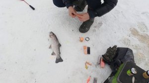 VID_20260117_104932_357