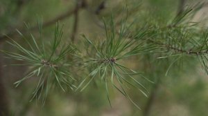 2-х минтуное релакс видео с релакс музыкой