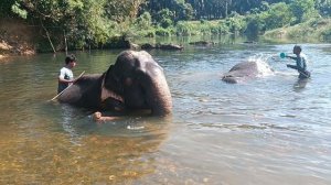 Купание слонов в Национальном парке Као Сок, Тайланд (Bathing Elephants in Kao Sok, Thai)