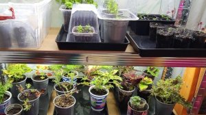 Что посеяла - что и как взошло. Январь 2026.