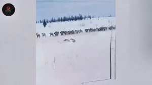 75 самых невероятных моментов, запечатлённых на камеру