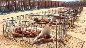 Посмотри, что Очевидцы Сняли на Камеру!