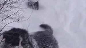 1000010451.mp4 🌲🌲🌲 СНЕГ, ОГОНЬ И ЗВЕРИ :МОЗАЙКА ЗИМНЕГО ДНЯ 🌲🌲🌲