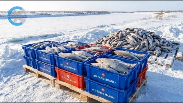 Рыба пыжьян купить