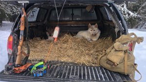 Куница даёт след