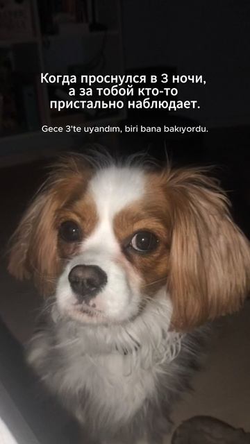 Dog from Hell!