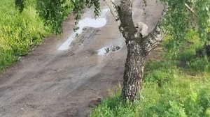 Вспоминаем лето с котиками