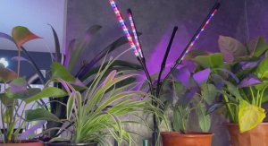 Фито ламп много не бывает.