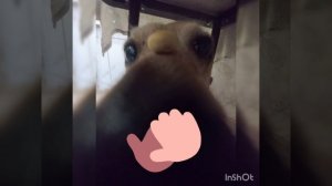 а тут нос Бусявки хехехе