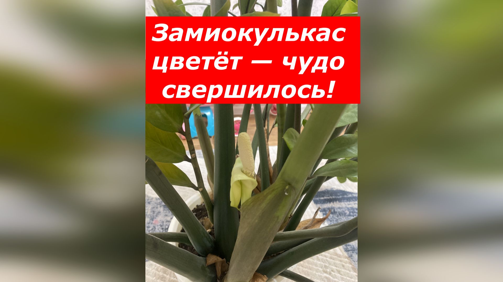 Как в домашних условиях вырастить ЗАМИОКУЛЬКАС(долларовое дерево). смотреть онлайн