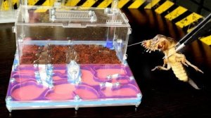 Муравьи против медведки