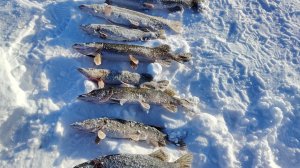 Рыбалка на жерлицы. 2 поклевоки, две щуки отличных на льду.