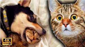 Видео приколы КУСЬ!😈 ПРИКОЛЫ ПРО ЖИВОТНЫХ😺🐶 Смешные Собаки и Коты