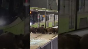 🐗 Кабаны устроили вечеринку на трамвайных путях и наотрез отказались уходить