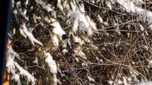 умные свиристели