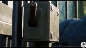 Симба Шер Хан спасает Пандору. Война против вторжения людей.