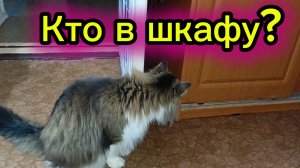 Забавные котики .