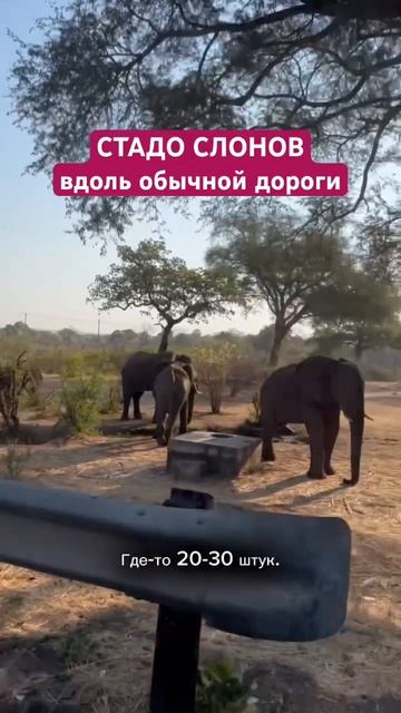 Это не сафари!Обычное явление вдоль шоссе в Замбии и Ботсване!Больше о автотрипе по Африке в профиле смотреть онлайн