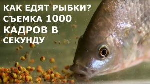Как едят рыбки, слоу-мо1000 кадров секунду. Ты этого не знал!