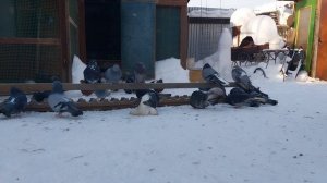 С утра -20'С мы бодречком!